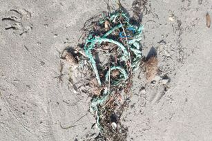 Restos de cuerda de plástico verde.